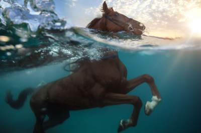 Плавающие животные в ярких снимках. Фото