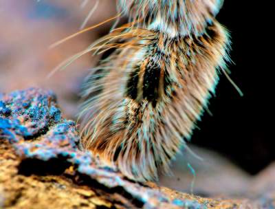 Фотограф создает яркие макроснимки паучьих лапок. Фото