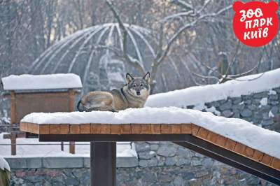 Обитатели киевского зоопарка радуются снегу. Фото