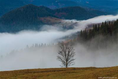 Сказочные Карпаты, окутанные туманом. Фото