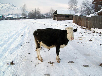 В Томске новогодние елки скормят коровам