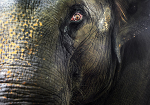 Жители Непала требуют поймать и уничтожить слона-убийцу