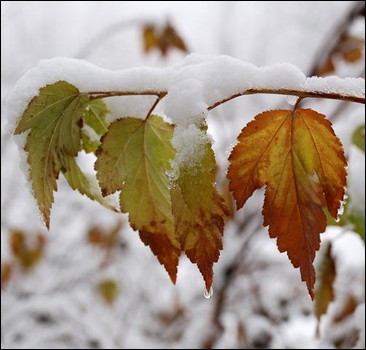 С 24 декабря в Украину придет потепление