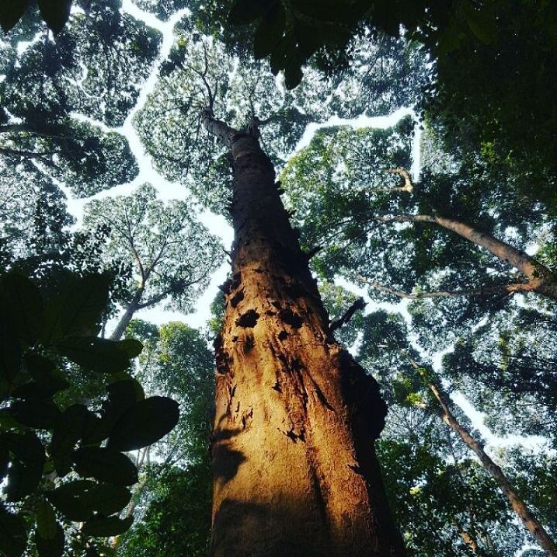 Застенчивость кроны у деревьев на снимках