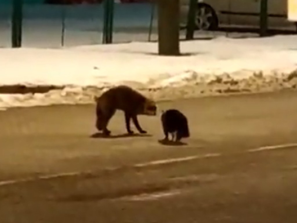 Кот и лисица повздорили на дороге из-за сосиски