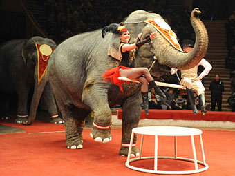 Цирк отчитался о здоровье слонов-погорельцев