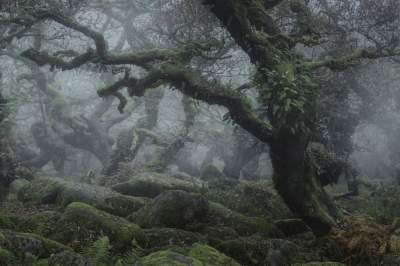 Фотограф покорил Сеть пейзажами туманного леса. Фото