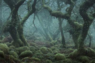 Фотограф покорил Сеть пейзажами туманного леса. Фото