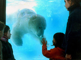 В аргентинском зоопарке от рождественской жары умер белый медведь