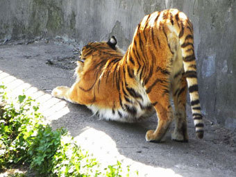 Посетитель зоопарка разделся перед тигром