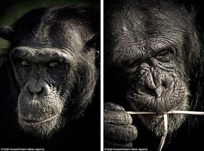 Проникновенные портреты самых умных животных на Земле. Фото