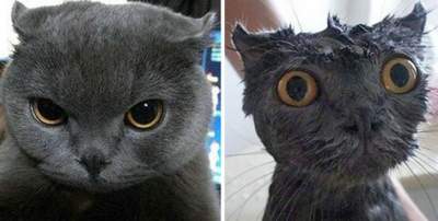 В Сети показали, во что превращаются коты после купания. Фото