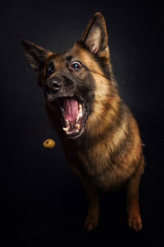 Фотограф снял собачьи эмоции: смешная подборка
