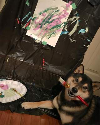 Собака сиба-ину покорила своими картинами