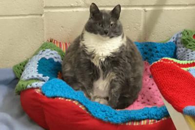 «Сварливая девушка»: самая толстая кошка Британии сменила четыре семьи