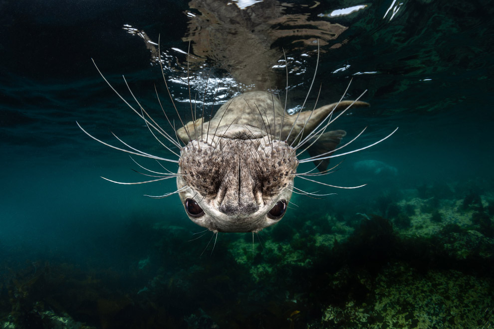 Подводные снимки с конкурса Ocean Art 2018