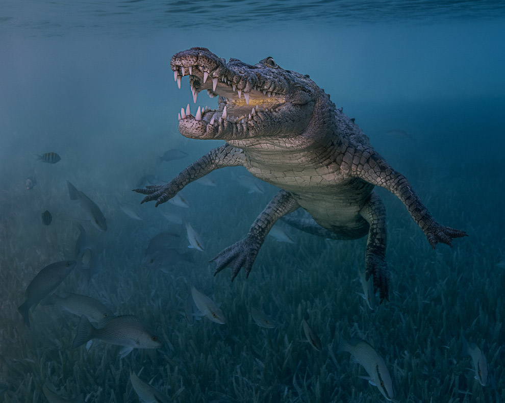 Подводные снимки с конкурса Ocean Art 2018