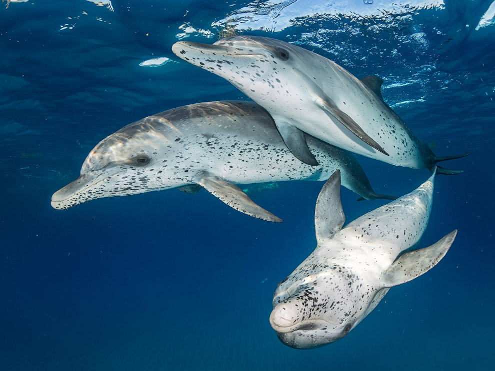 Подводные снимки с конкурса Ocean Art 2018