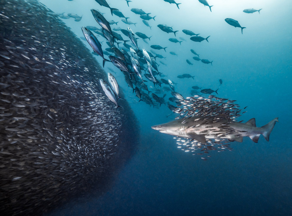 Подводные снимки с конкурса Ocean Art 2018