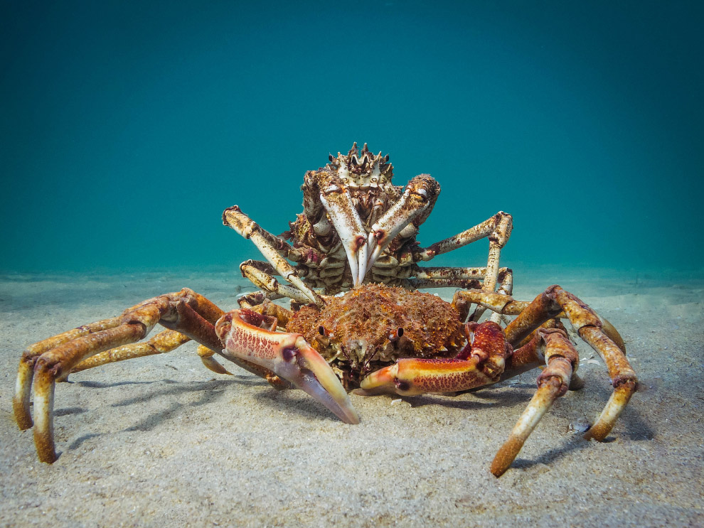 Подводные снимки с конкурса Ocean Art 2018