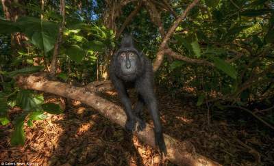 Фотогеничные обезьяны острова Сулавеси. Фото