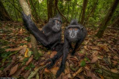 Фотогеничные обезьяны острова Сулавеси. Фото