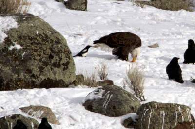 Игривые вороны, дергающие других животных за хвосты. Фото