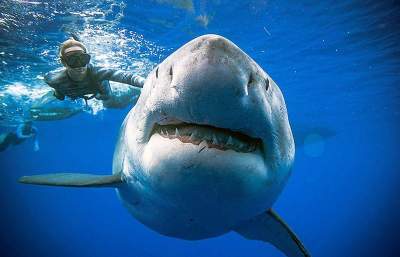 Самую большую в мире акулу сфотографировали рядом с человеком. Фото
