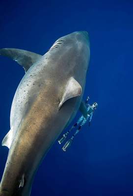 Самую большую в мире акулу сфотографировали рядом с человеком. Фото