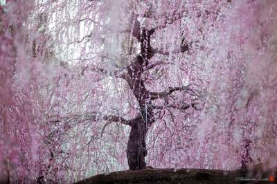Цветение сакуры в чарующих пейзажах. Фото	