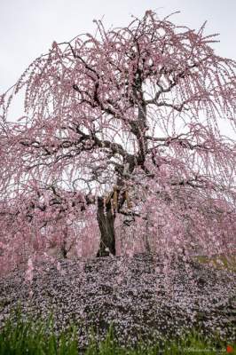 Цветение сакуры в чарующих пейзажах. Фото	