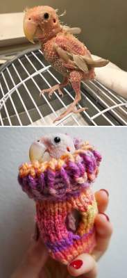 Потешные животные, которым подарили вязаные свитера