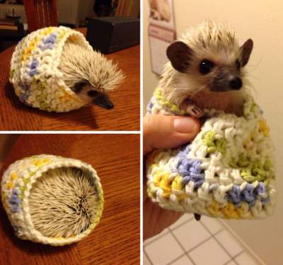 Потешные животные, которым подарили вязаные свитера
