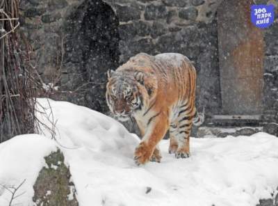 В киевском зоопарке показали реакцию животных на снегопад. Фото