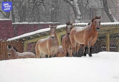 В киевском зоопарке показали реакцию животных на снегопад. Фото