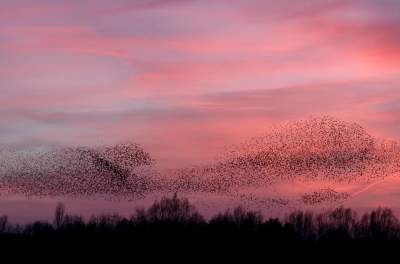 Стаи птиц собираются в причудливые картины. Фото