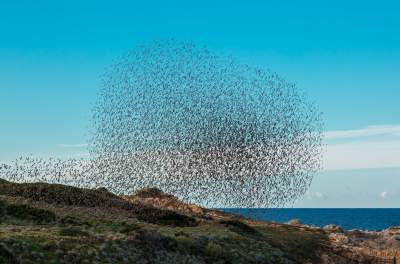 Стаи птиц собираются в причудливые картины. Фото