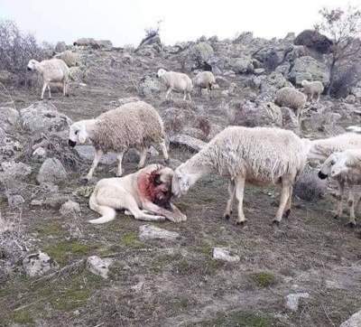 Забавные фотки животных, пытающихся копировать людей