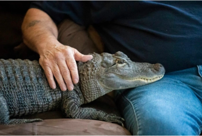 Любящий обниматься аллигатор помог мужчине вылечить депрессию