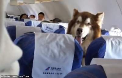 Авиакомпания сделала необычное исключение для огромной собаки