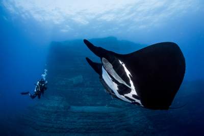 Подводные снимки, сделанные с необычного ракурса. Фото