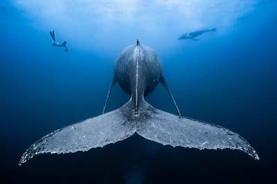 Подводные снимки, сделанные с необычного ракурса. Фото