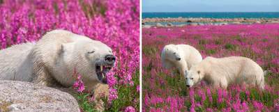 Белые медведи в непривычной цветочной обстановке. Фото