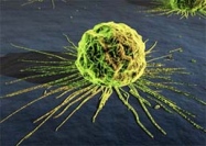 Раковые клетки возвращаются к месту рождения  