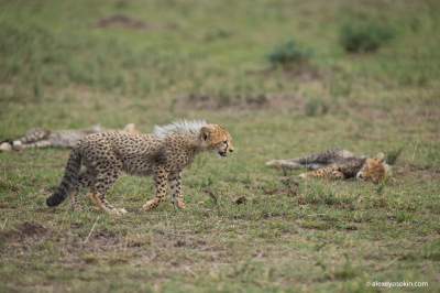 Как живется маленьким гепардам в Масаи-Мара. Фото