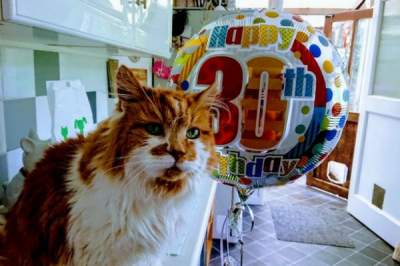 Старейшей в мире кошке исполнилось 30 лет. Фото