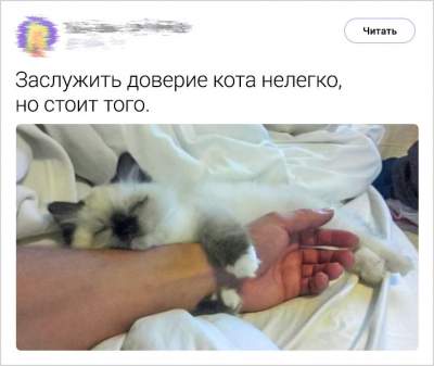 Владельцы котов написали смешные твиты о своих питомцах