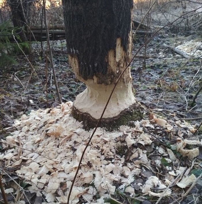 Необычный взгляд на обычные вещи окружающего мира