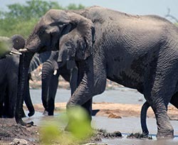 В Африке родился слоненок с двумя хоботами