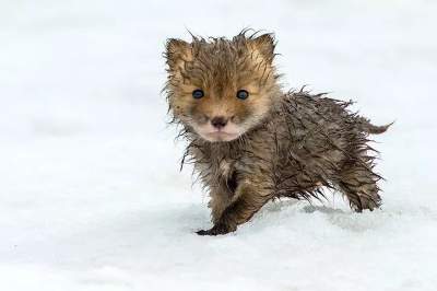 Интересные снимки лисиц в дикой природе. Фото